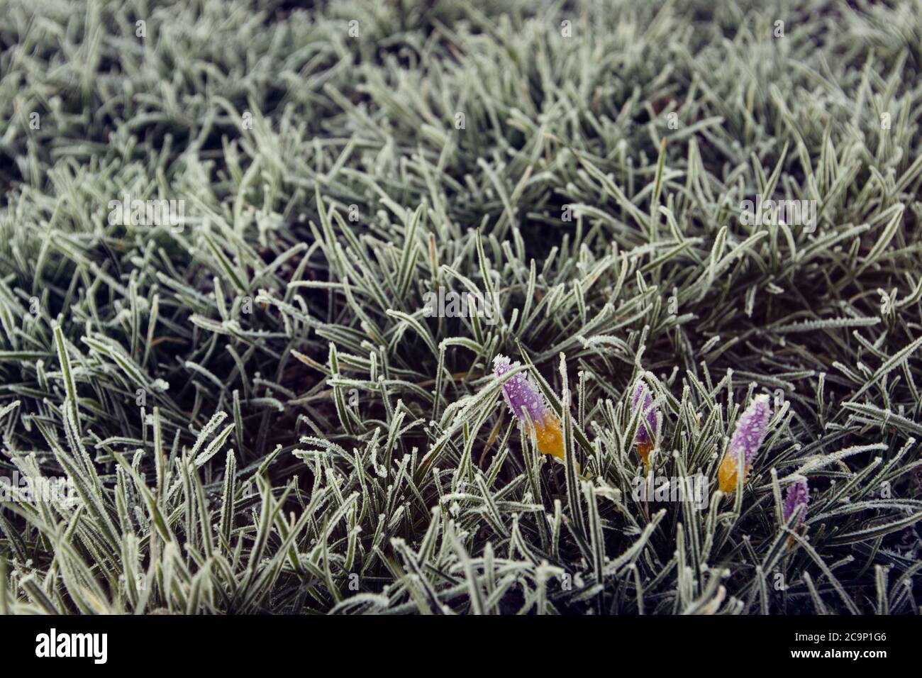 Lila und gelbe Blüten in einem gefrorenen Gras Stockfoto