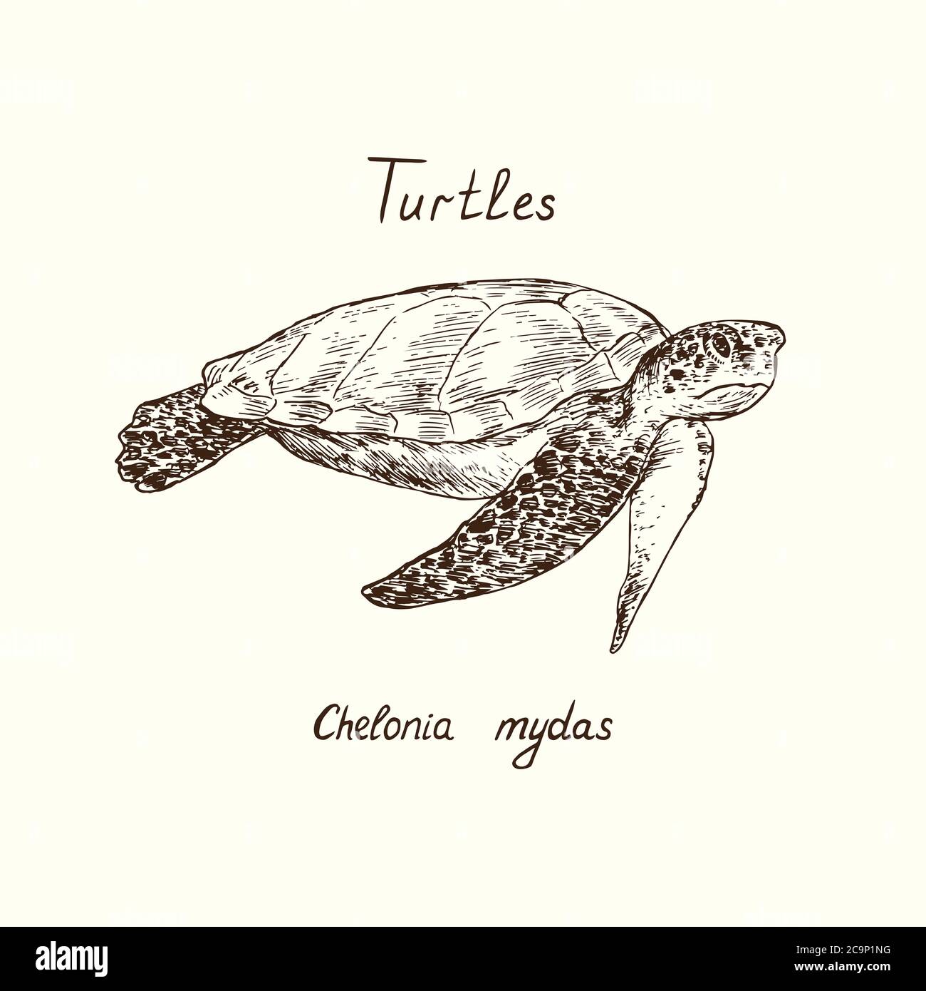 Tutles Kollektion, grüne Meeresschildkröte (Chelonia mydas) handgezeichneter Doodle, Zeichnung Skizze im Tiefdruckstil Stockfoto