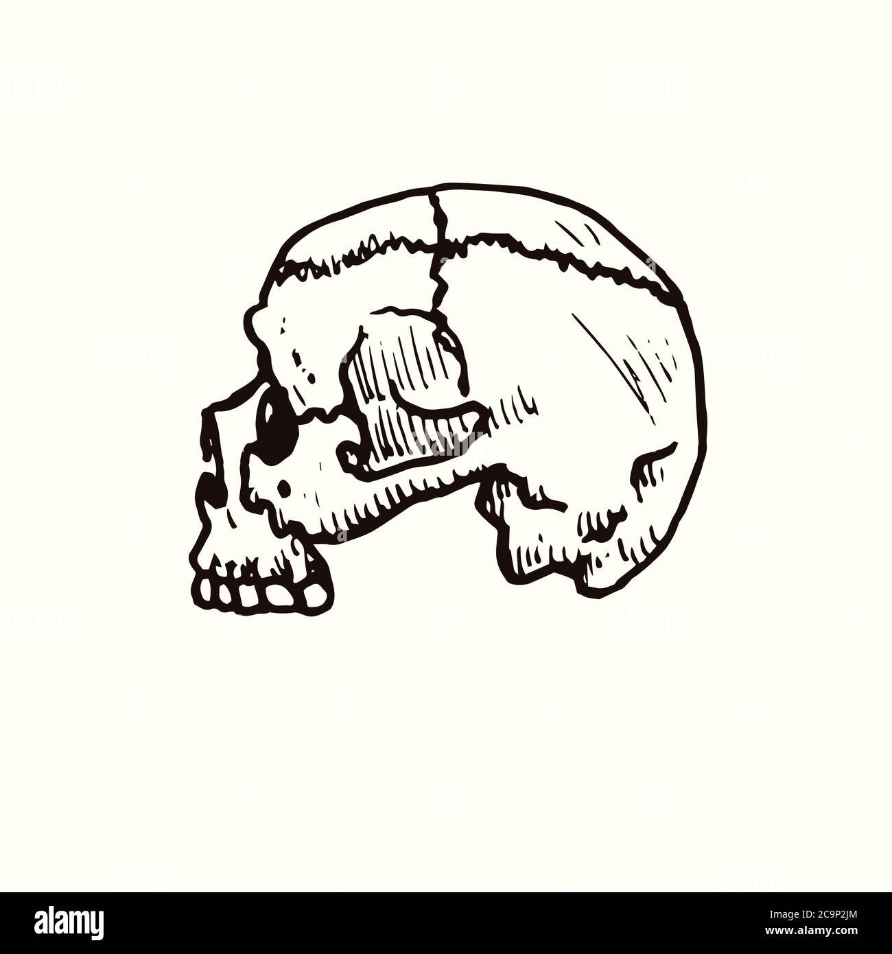 Menschlicher Schädel Seitenansicht, handgezeichneter Doodle, Zeichnung, Skizzendarstellung, Design-Element Stockfoto