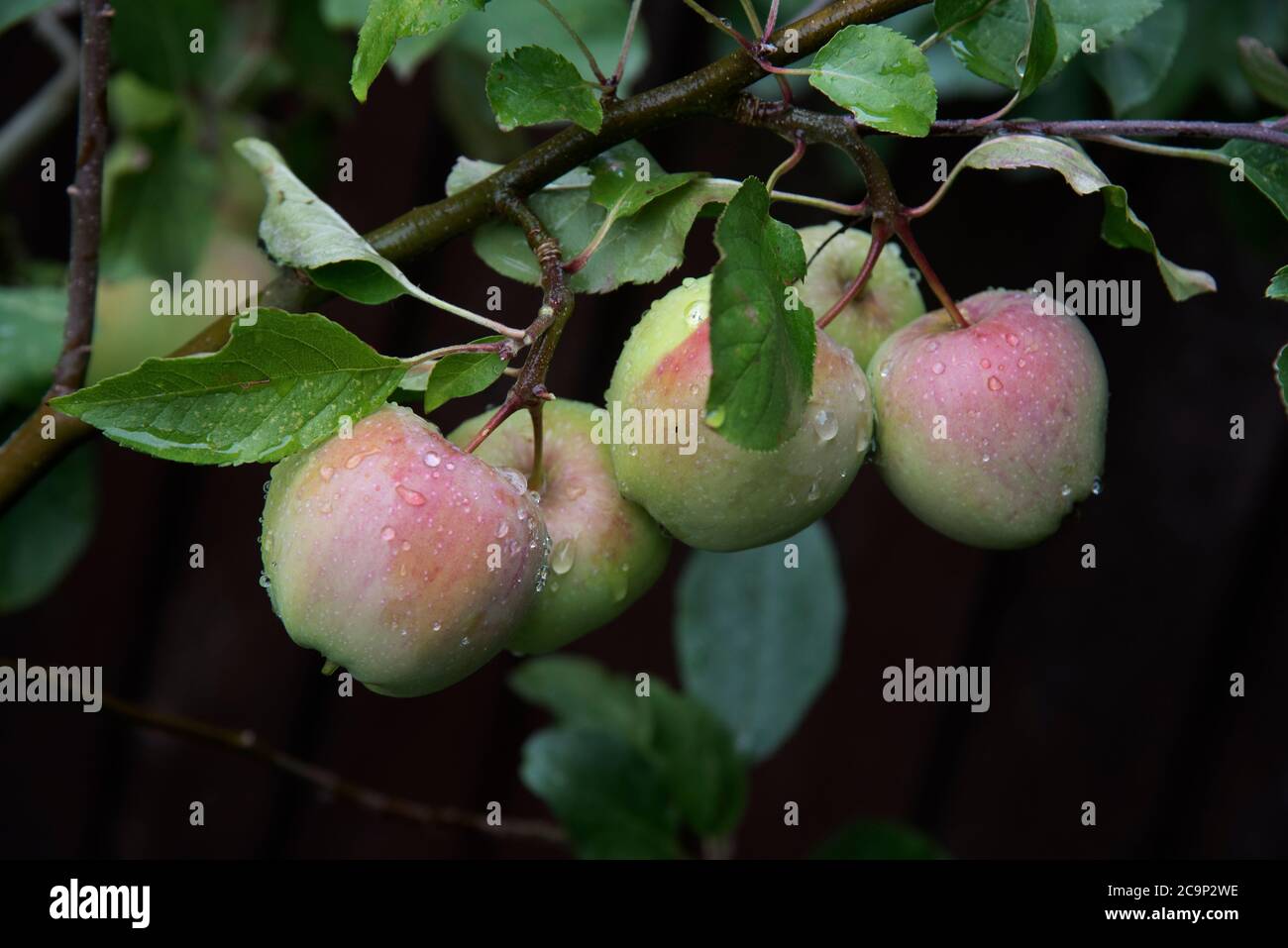 Süßigkeiten mit hohem Zuckergehalt Stockfoto