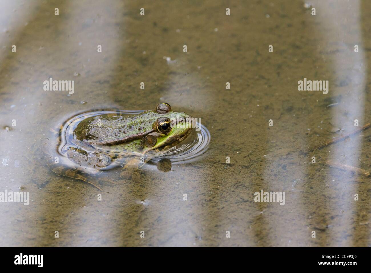 Marschfrosch (Rana ridibunda) Braun und grün mit dunklen Markierungen spitz zulaufende Augen mit Gesangswürfchen auf Männchen. Niedriger Wasserstand Sommer 2020 heiß. Stockfoto