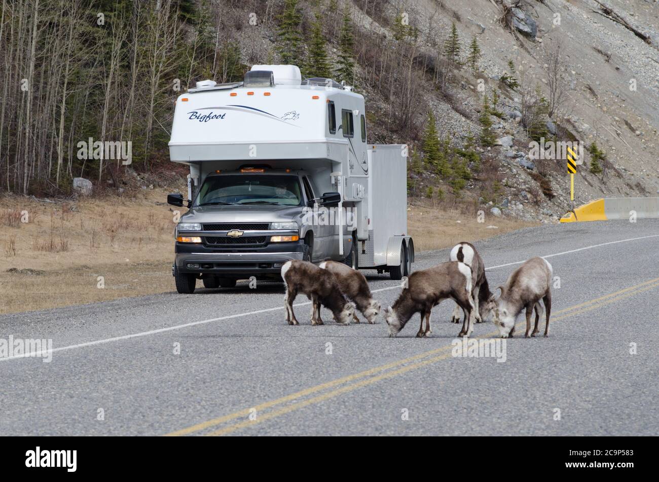 Steinschafe essen Salz abseits der Straße auf dem Alaskan Highway in British Columbia, Kanada Stockfoto