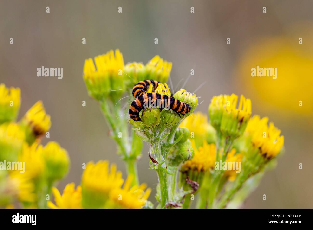 Zinnober-Raupen auf einer gemeinsamen Ragwürzepflanze, im Sommersonnenschein Stockfoto