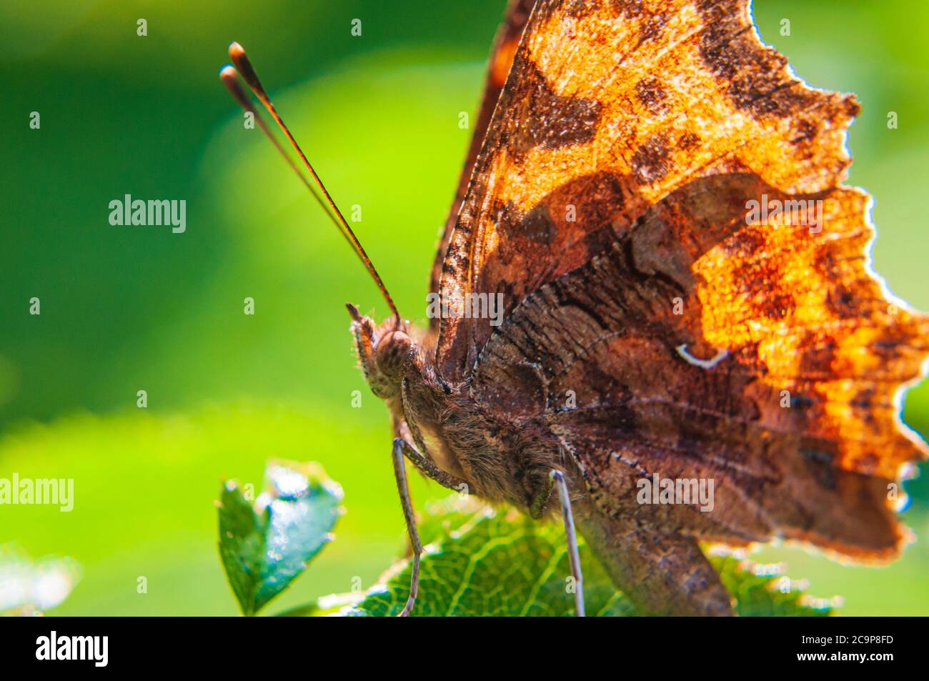 Majestätische Schmetterling Nahaufnahme Stockfoto