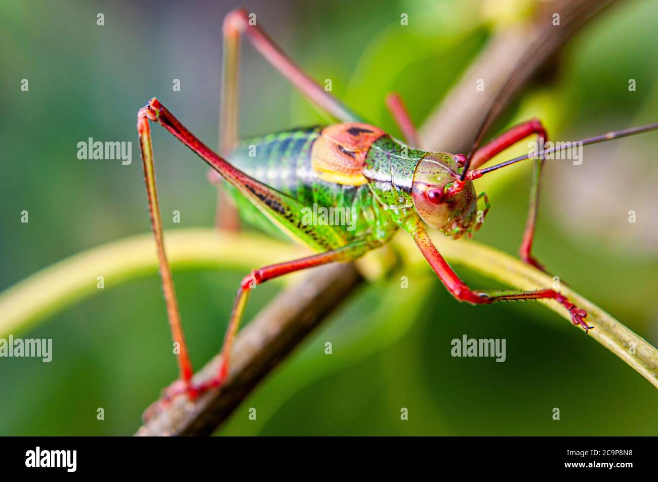 Bunte Cricket sitzt auf dem grünen Blatt Stockfoto