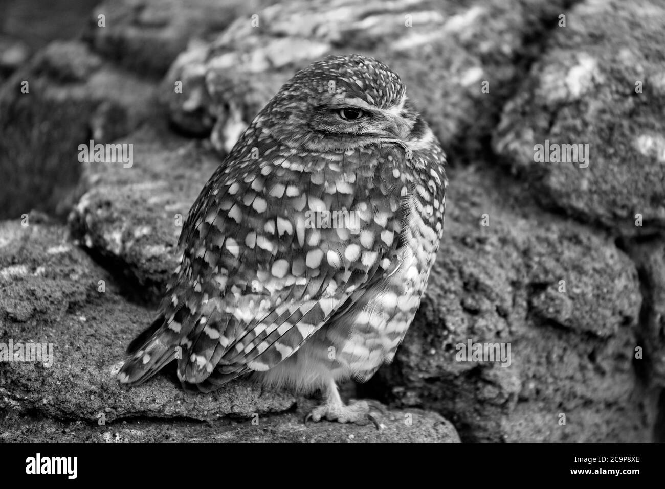 Eine grabende Eule, die sein Territorium im Auge behält. Stockfoto