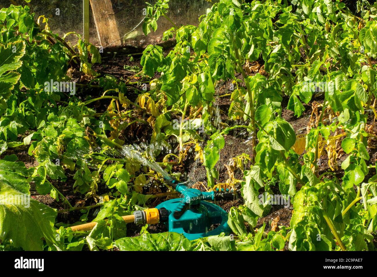 Ein Wasserregner bewässert einen Gemüsegarten Stockfoto