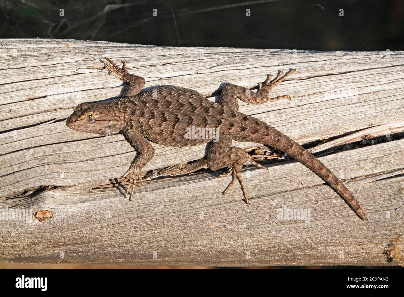 Nahaufnahme einer gemeinen westlichen Zauneidechse, Sceloporus occidentalis, auf der Jagd nach Insekten. Stockfoto