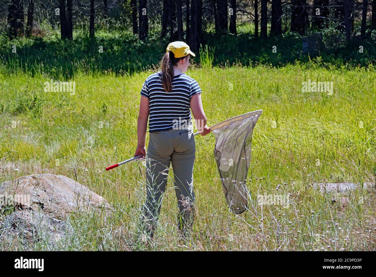 Ein junger Naturforscher sucht auf einer Wiese in den Cascade Mountains im Zentrum von Oregon nach Schmetterlingen. Stockfoto