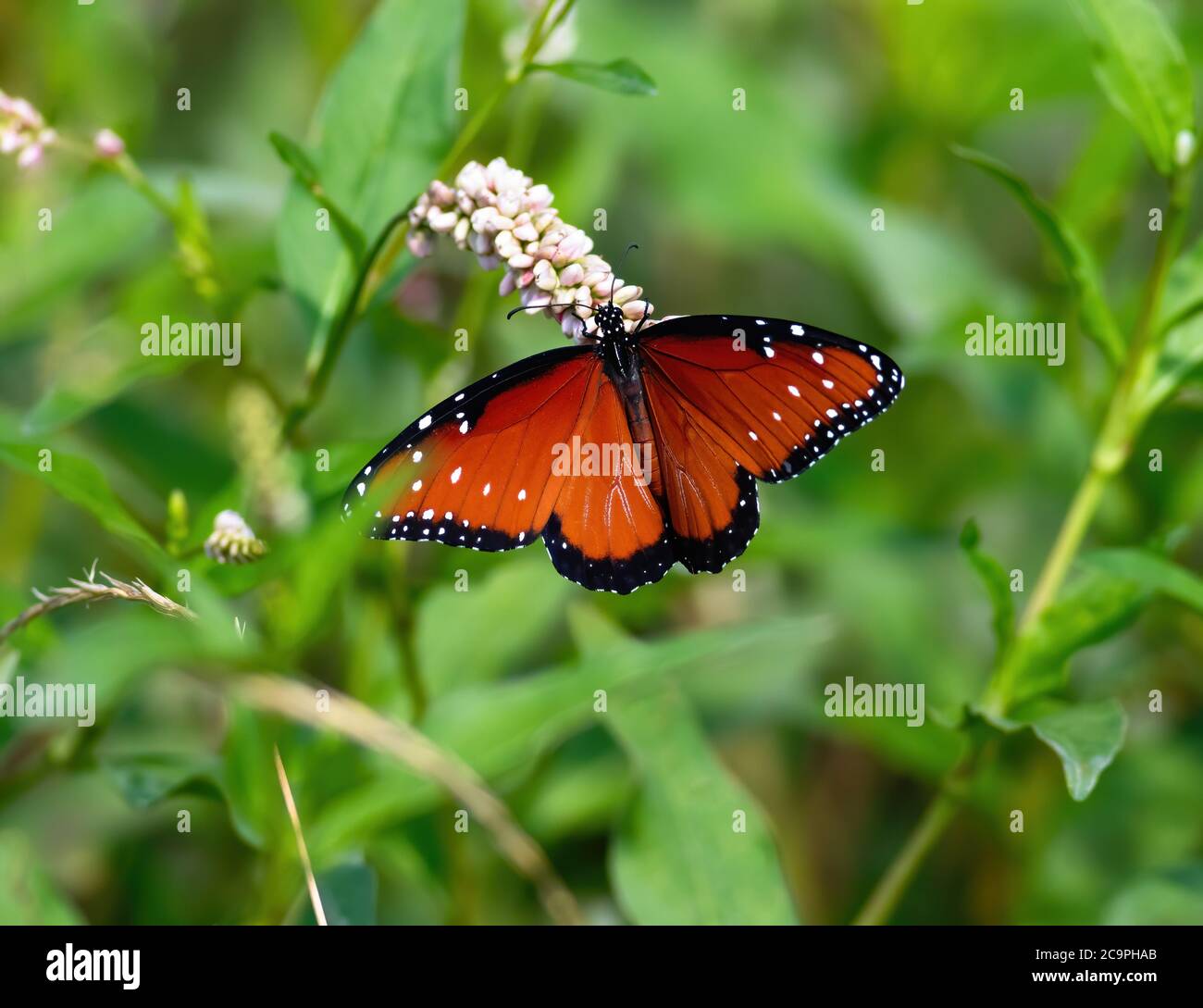 Ein Schmetterling der Königin auf einer wilden Milchkrautpflanze in einer üppigen und lebendigen grünen Umgebung. Stockfoto