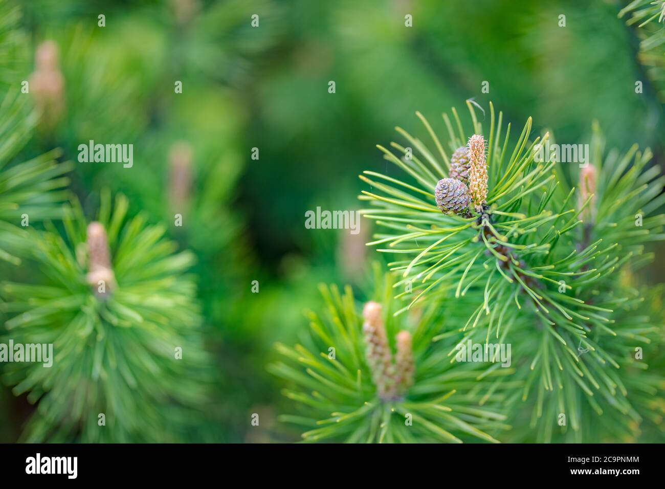 Tannenbaum Brunch in der Nähe. Geringer Fokus. Flauschiger Tannenbaum-Brunch aus nächster Nähe. Weihnachtstapete Konzept. Speicherplatz kopieren. Immergrüne Natur Nahaufnahme mit Unschärfe Stockfoto