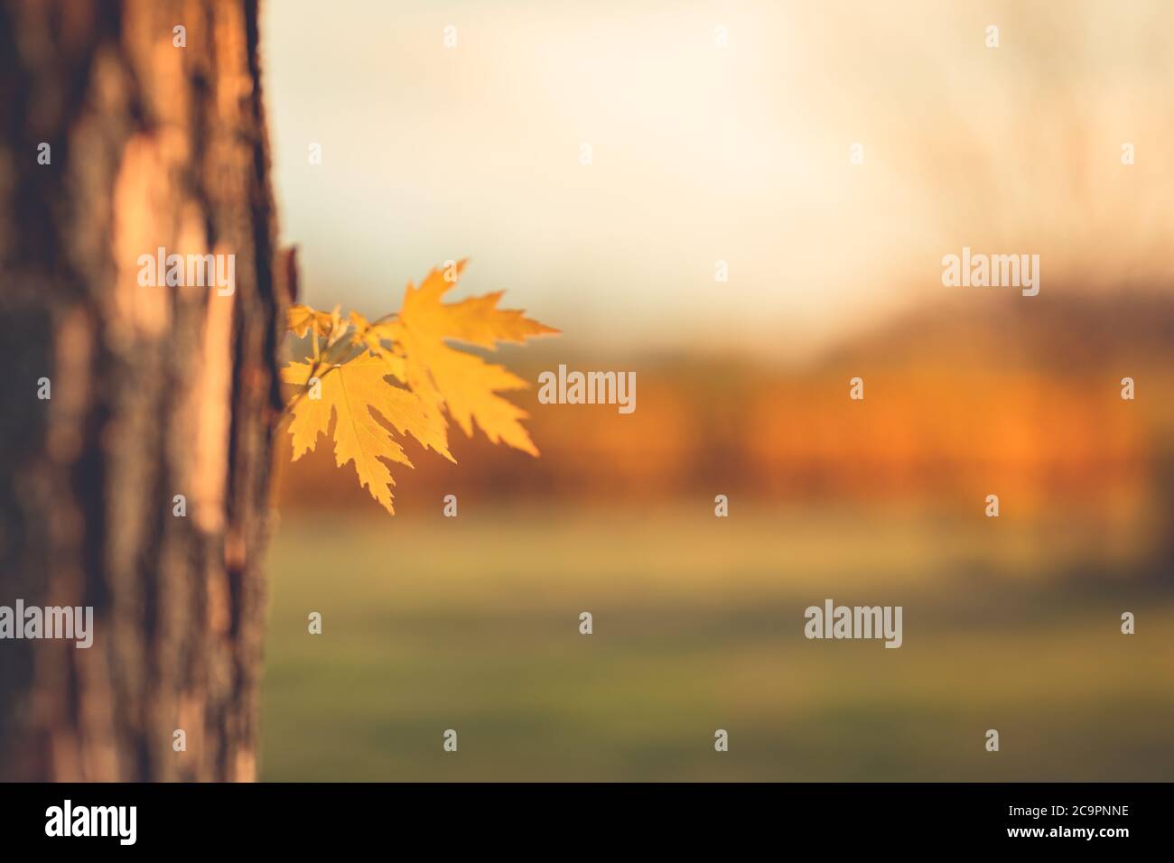 Herbstbaum und Blatt Nahaufnahme auf Baumstamm mit verschwommenem Herbst Landschaft Hintergrund. Ruhige saisonale Natur, Sonnenlicht, helle Natur aus der Nähe Stockfoto