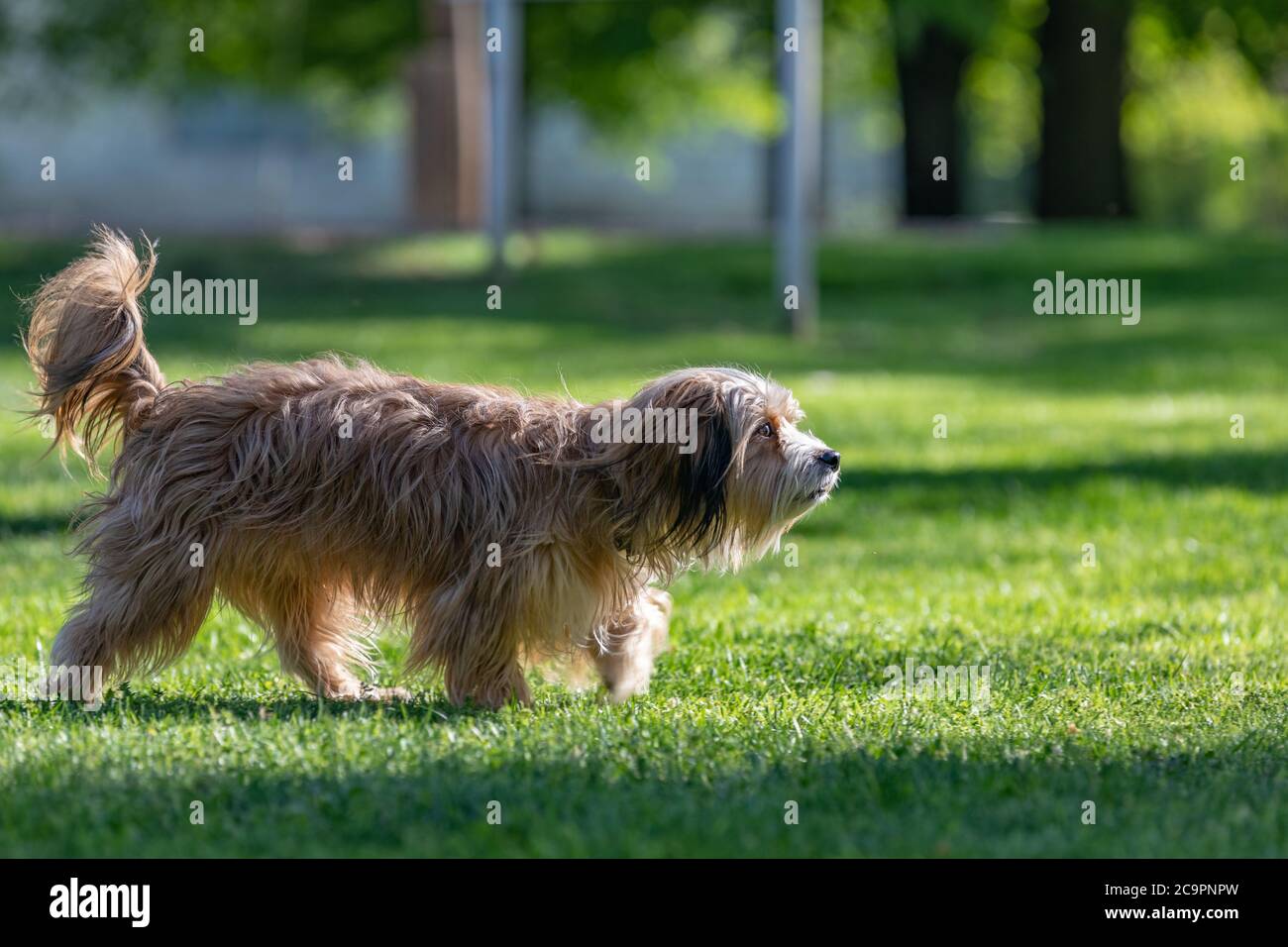 Schöner junger havanesischer Hund sitzt im Spätsommer auf einem grünen Grasfeld im Wald bei weichem Licht Stockfoto