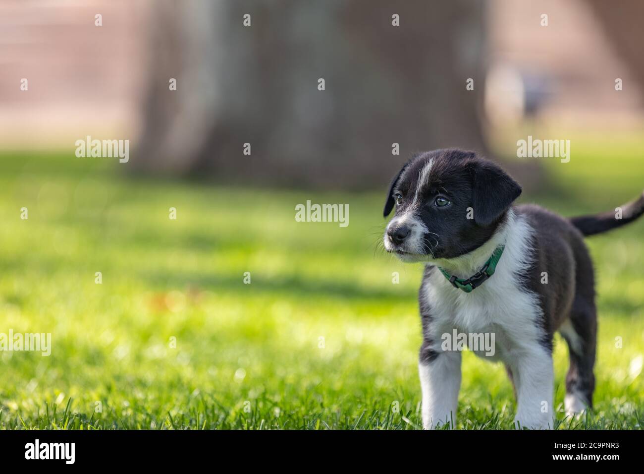 Border Collie Welpen in der Natur. Liebenswert Porträt von erstaunlich gesund und glücklich schwarz und weiß Grenze Collie Welpe Stockfoto