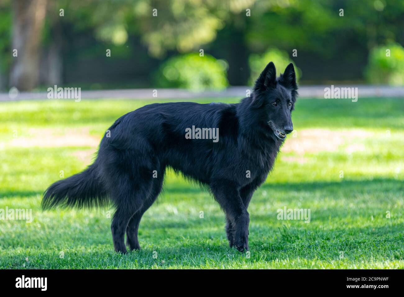 Schöne Spaß Groenendael Hund Fokussierung. Schwarzer belgischer Schäferhund Groenendael Herbstporträt. Sommerportrait des schwarzen groenendael-Hundes mit grüner Natur Stockfoto