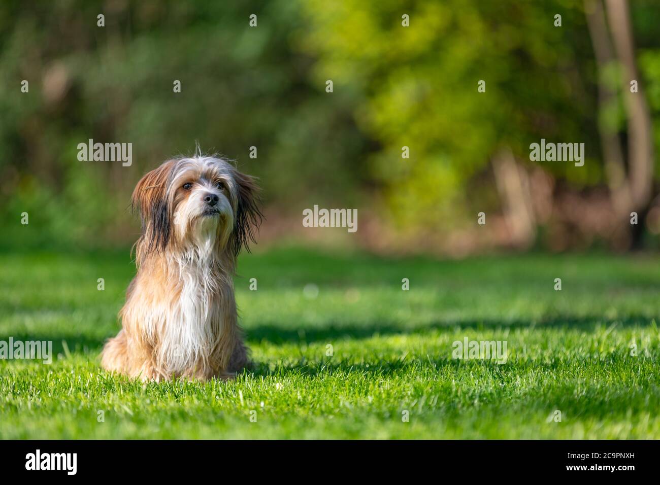 Schöner junger havanesischer Hund sitzt im Spätsommer auf einem grünen Grasfeld im Wald bei weichem Licht Stockfoto