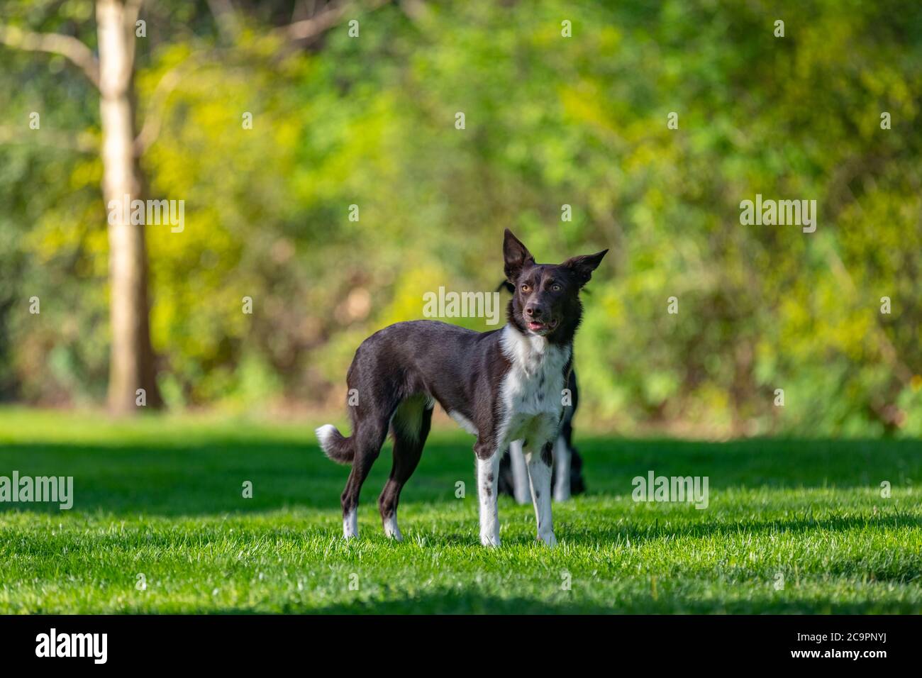 Brauner Border Collie läuft auf dem grünen Gras. Intelligenteste Hunderasse Ion Green Park Stockfoto