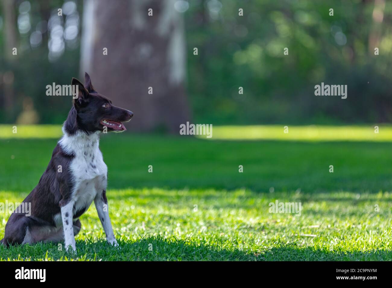 Brauner Border Collie läuft auf dem grünen Gras. Intelligenteste Hunderasse Ion Green Park Stockfoto