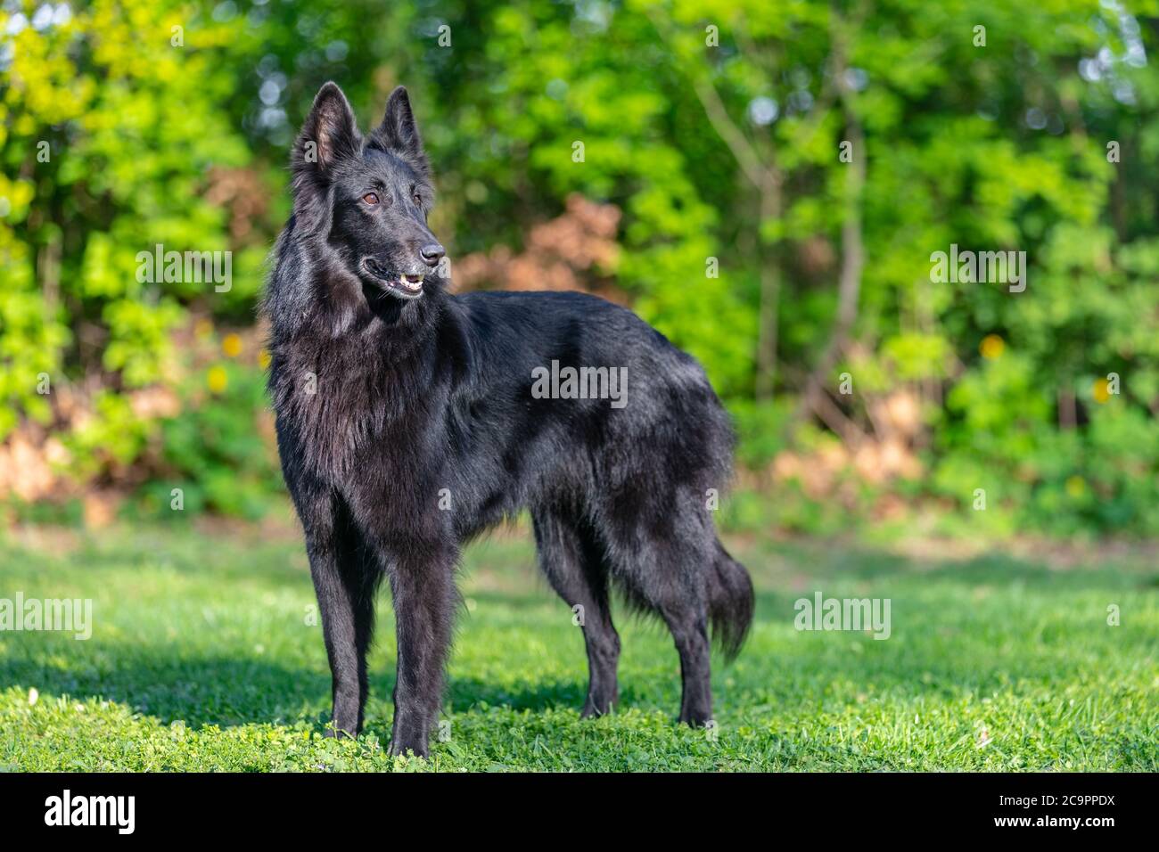 Schöne Spaß Groenendael Hund Fokussierung. Schwarzer belgischer Schäferhund Groenendael Herbstporträt. Sommerportrait des schwarzen groenendael-Hundes mit grünem Park Stockfoto