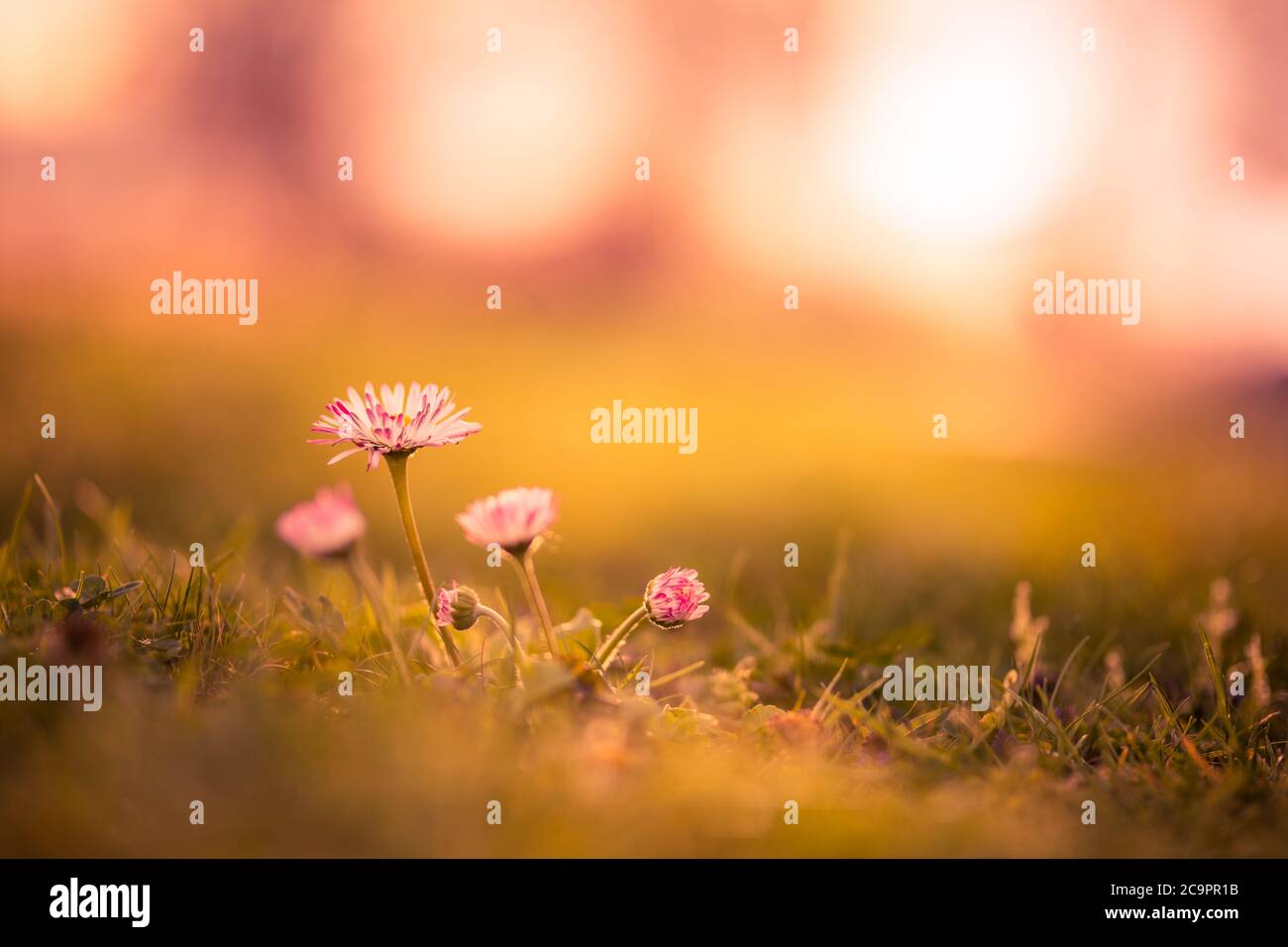 Abstrakte Frühlingslandschaft. Naturkulisse. Schöne Wiese mit wilden Blumen über Sonnenuntergang. Frühling in einem Wald Nahaufnahme in Sonnenlicht in der Natur Stockfoto