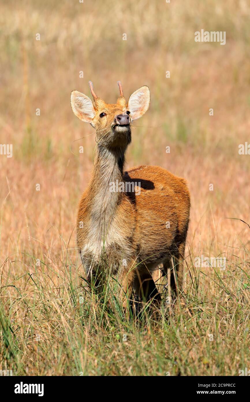 Männliche Barasingha oder Sumpfhirsche (Rucervus duvaucelii) in natürlichem Lebensraum, Kanha-Nationalpark, Indien Stockfoto