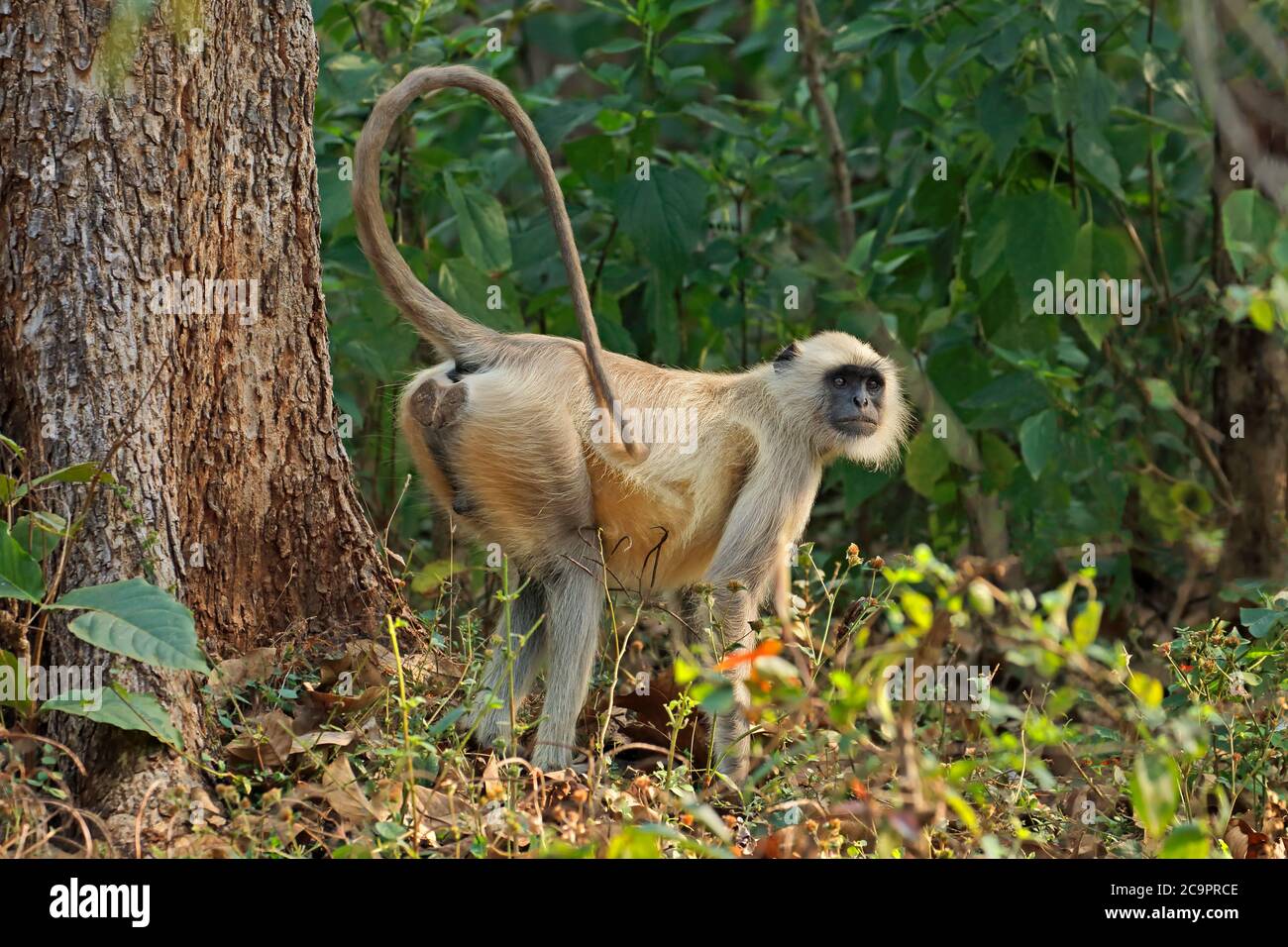 Ein grauer Langur-Affe (Semnopithecus entellus) in natürlichem Lebensraum, Kanha-Nationalpark, Indien Stockfoto