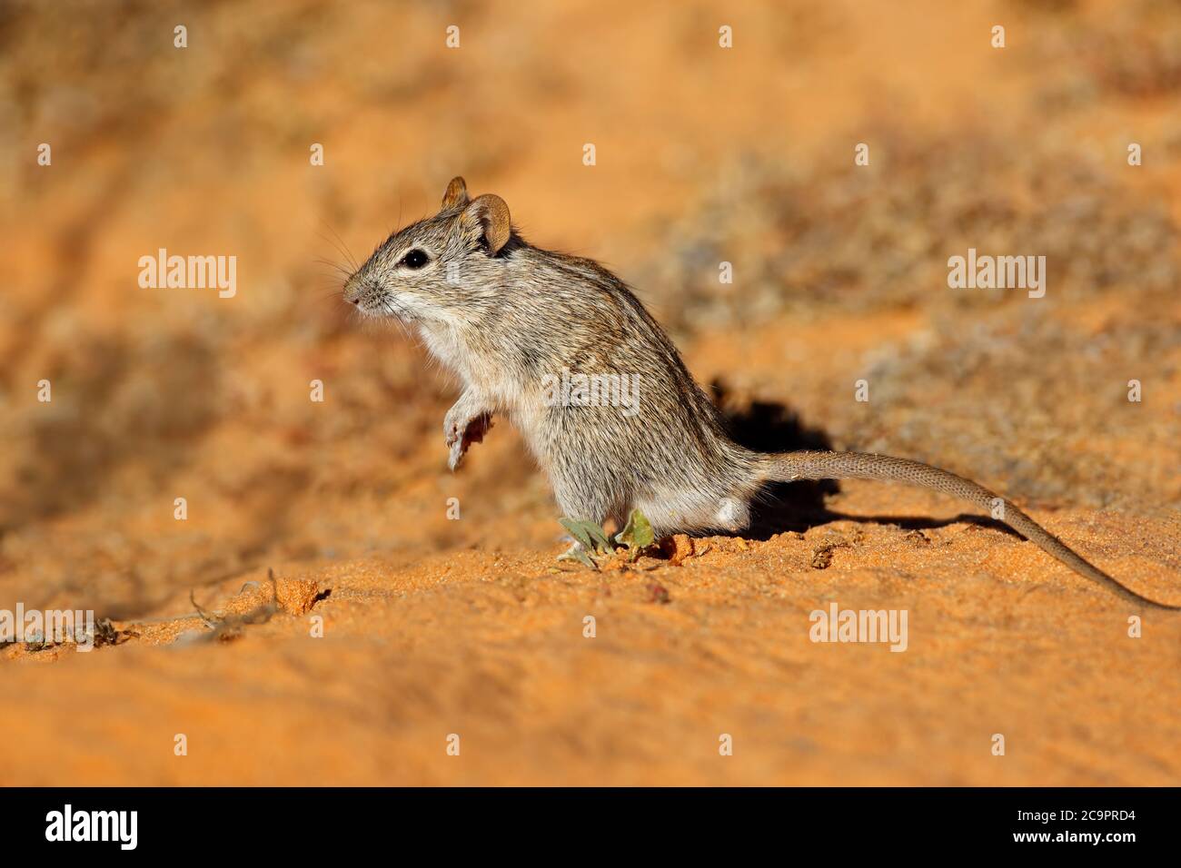 Eine kleine gestreifte Maus (Rhabdomys pumilio) in natürlichem Lebensraum, Südafrika Stockfoto
