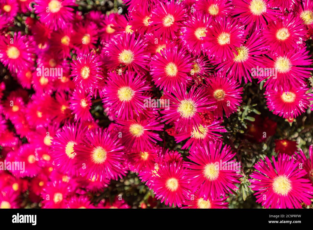 Flieder Blumen abstrakten Hintergrund. Nahaufnahme der lila Chrysantheme auf weißem Hintergrund Stockfoto