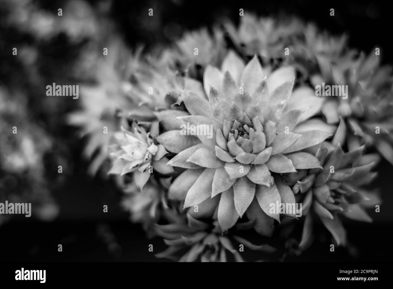 Nahaufnahme der Natur Ansicht grünes Blatt auf verschwommenem Grün Hintergrund unter Sonnenlicht mit Bokeh Kopie Raum als Hintergrund natürliche Pflanzen Landschaft Stockfoto