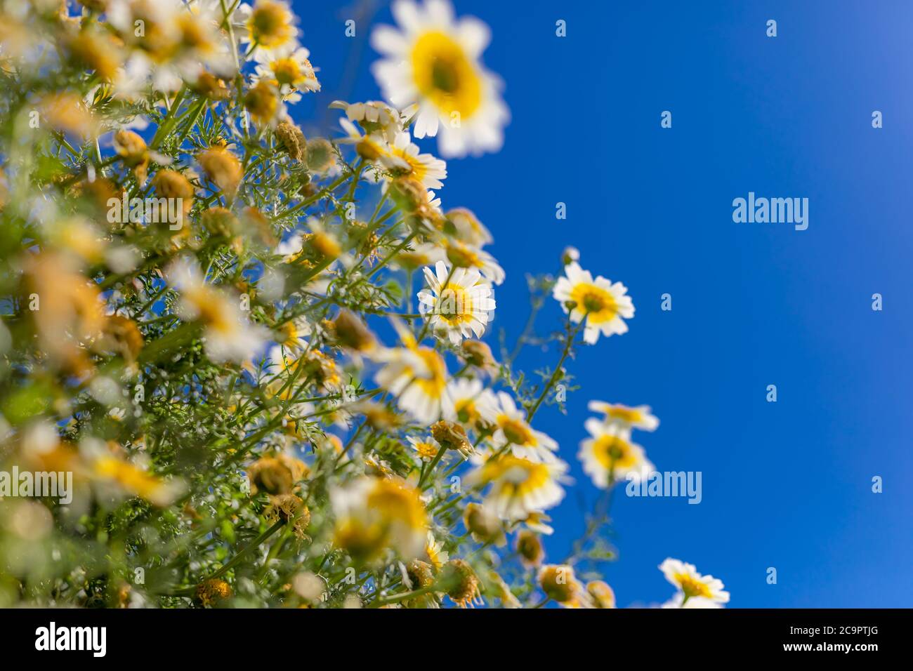 Feld der Gänseblümchen, blauer Himmel und Sonne. Sommerfeld mit weißen Gänseblümchen am blauen Himmel Stockfoto