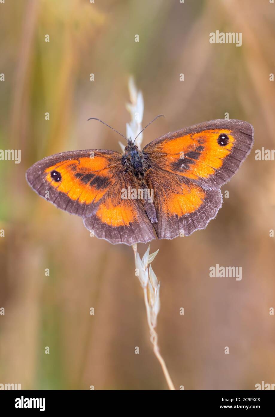 Ein schöner Gatekeeper-Schmetterling, der auf einem Stamm von Grassamen ruht. Stockfoto