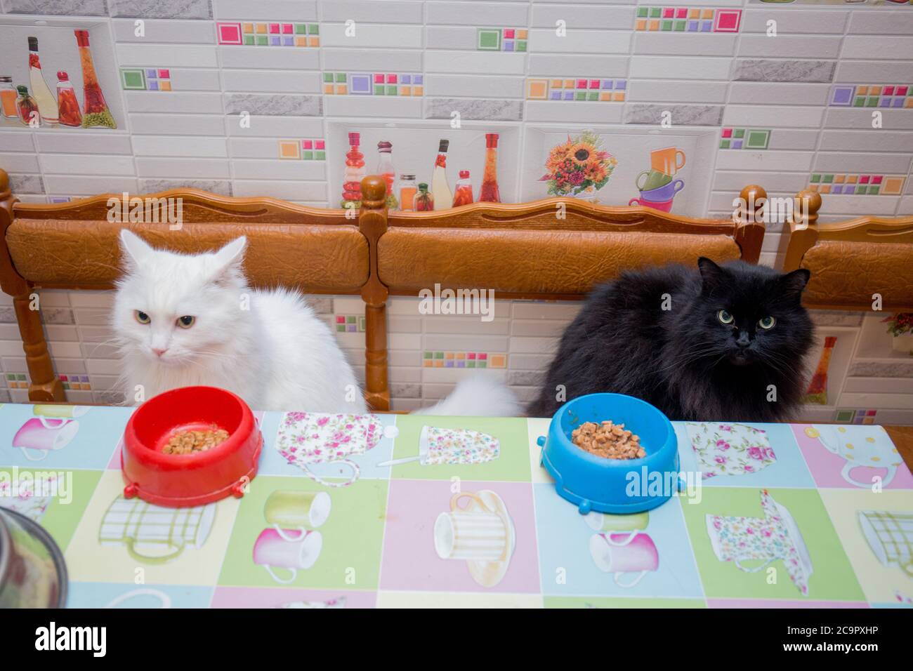 Weiße und schwarze Katze zusammen in der Küche Stockfoto