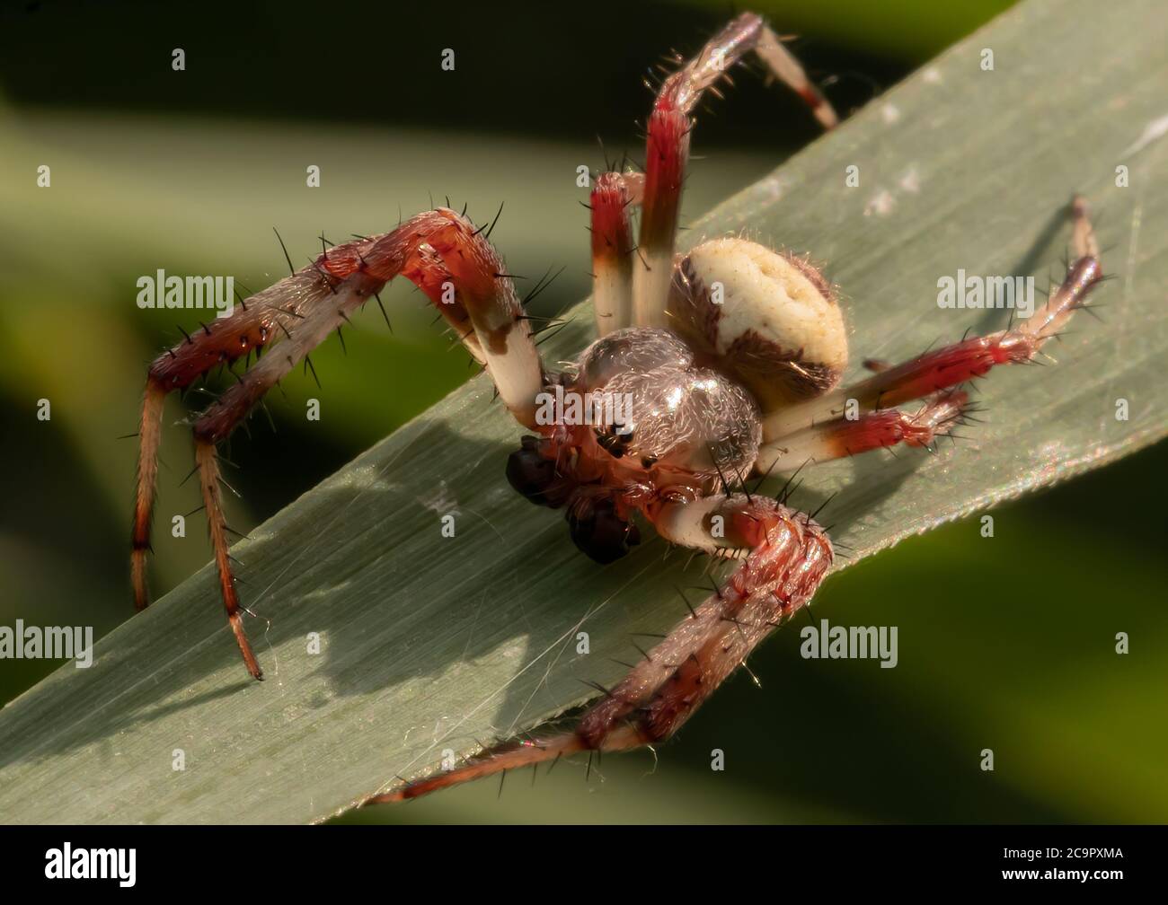 Eine Orb Spinne wartet auf ein Blatt. Es ist Bein auf der Reise Strang des Netzes gesetzt. Stockfoto