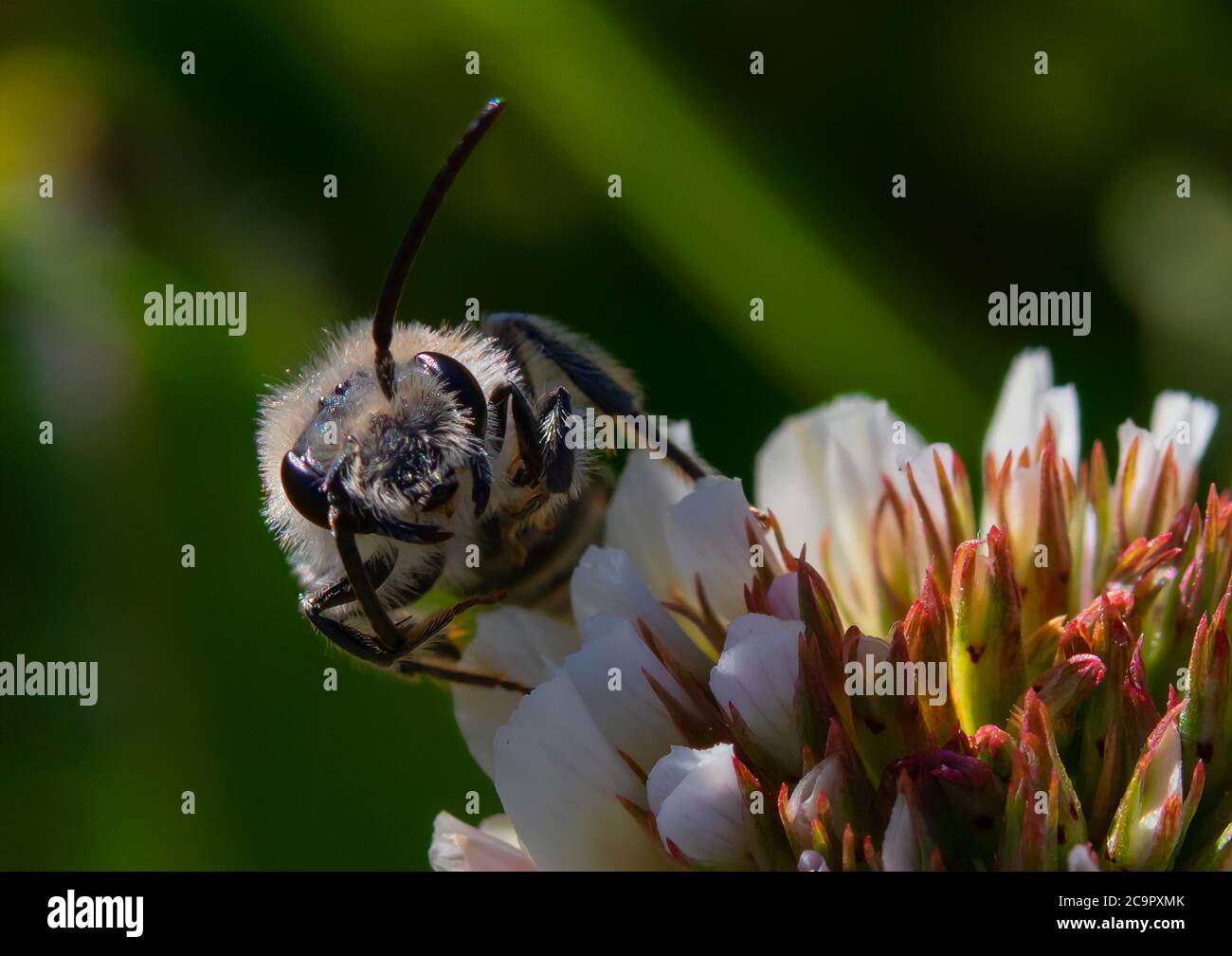 Eine frühe Bergbaubiene, die auf einer Blütenknospe ruht. Stockfoto