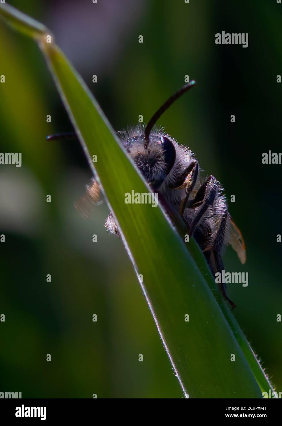 Eine frühe Bergbaubiene, die auf einem Grashalm ruht Stockfoto