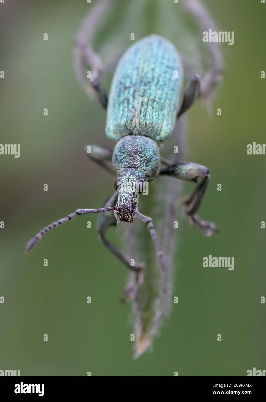 Ein Smaragd-Brennnesselweevil auf einem Brennnesselblatt. Stockfoto