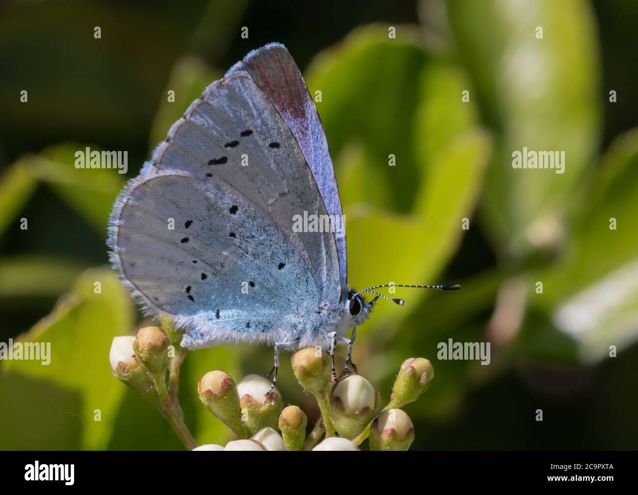 Ein kleiner Holly Blue Schmetterling, der auf einigen Blütenknospen ruht. Stockfoto