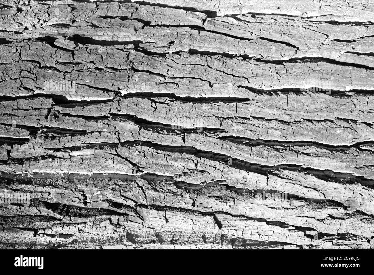 Alte Eichenrinde Nahaufnahme Textur Makro Hintergrund, monochrom Stockfoto