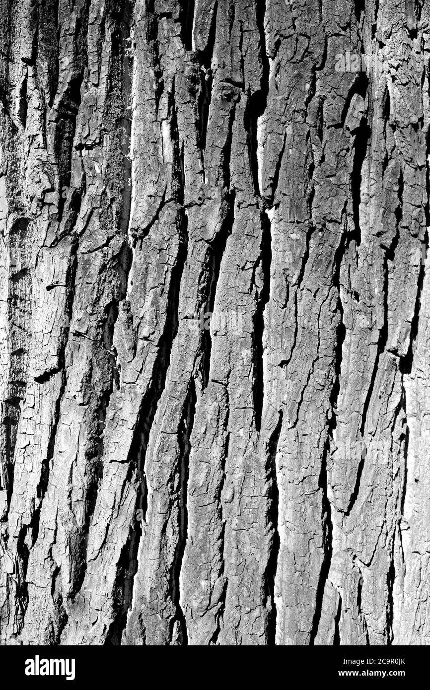Alte Eichenrinde Nahaufnahme Textur Makro Hintergrund, monochrom Stockfoto