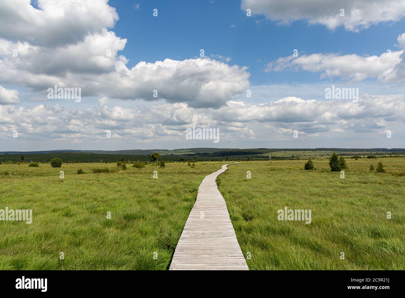 Holzsteg im Hohen Ven, Belgien Stockfoto