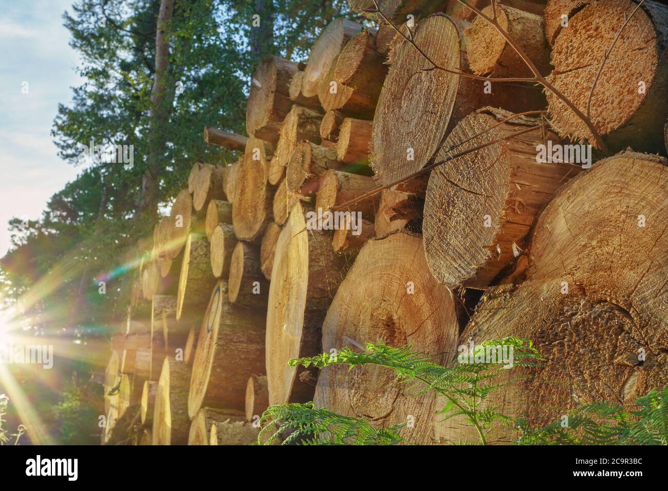 Holzstapel im sonnigen Wald Stockfoto