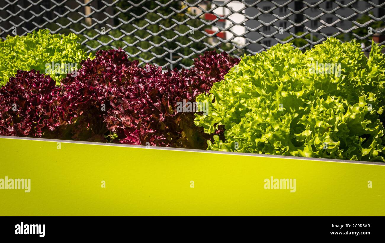 Urban Gardening - Lollo bionda und Lollo rosso Salat in stilvollen Pflanzgefäßen auf einer Terrasse in Wien (Österreich) Stockfoto
