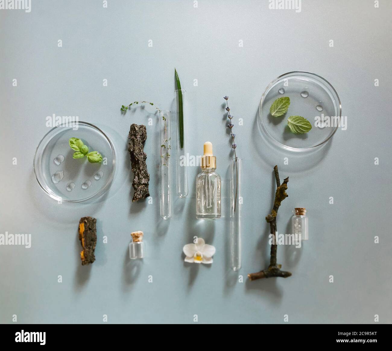 Von oben sortierte Glaskolben und Flaschen auf Tisch mit frischen Pflanzen in modernen Labor angeordnet Stockfoto