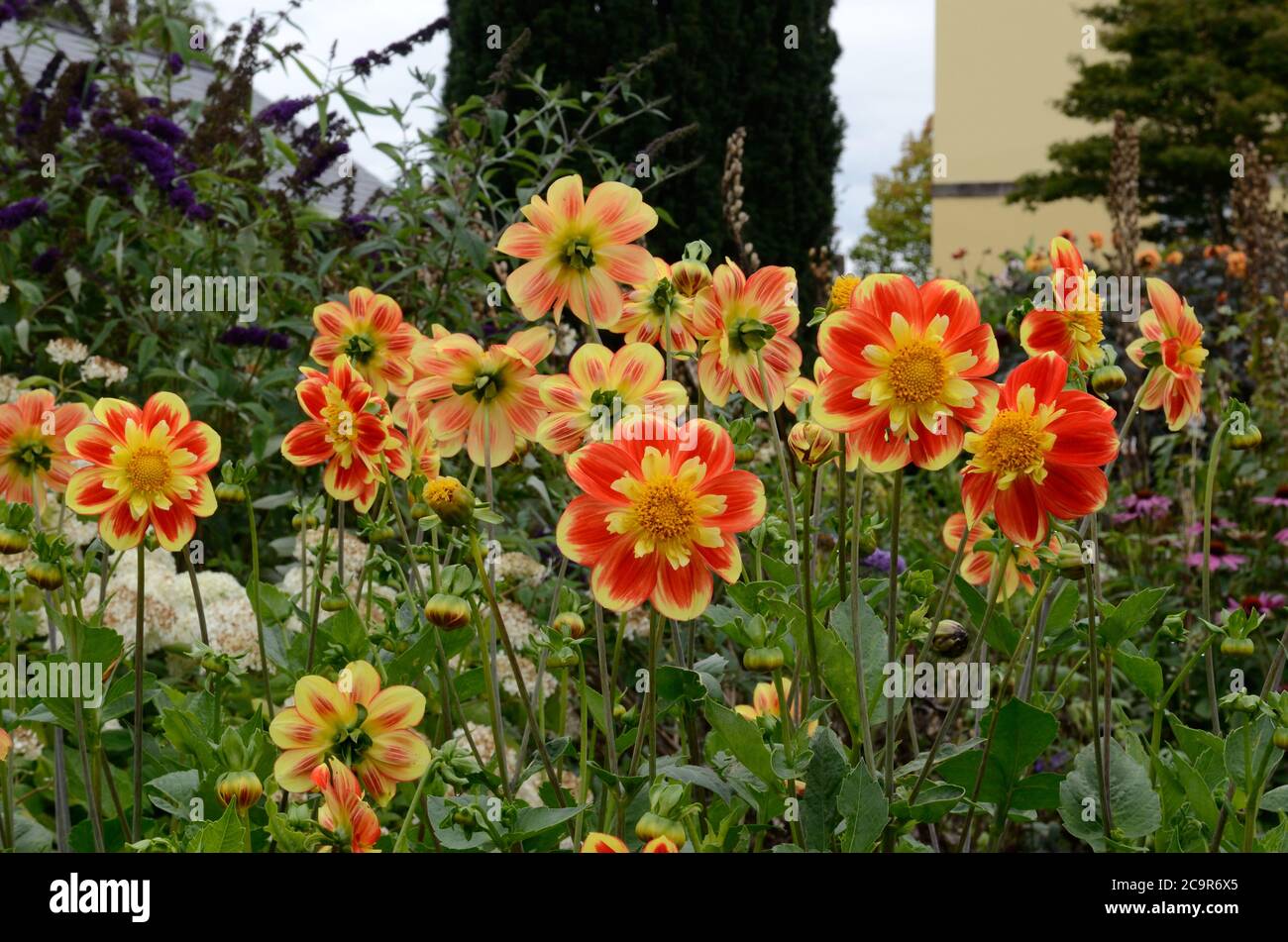 Dahlia Pooh Swan Island Dahlia Blumen wachsen in der nationalen Botanischer Garten von Wales Llanarthney Carmarthenshire Stockfoto