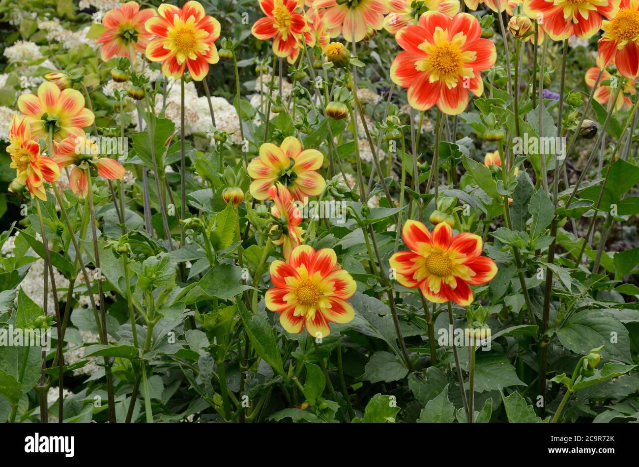 Dahlia Pooh Swan Island Dahlia Blumen wachsen in der nationalen Botanischer Garten von Wales Llanarthney Carmarthenshire Stockfoto