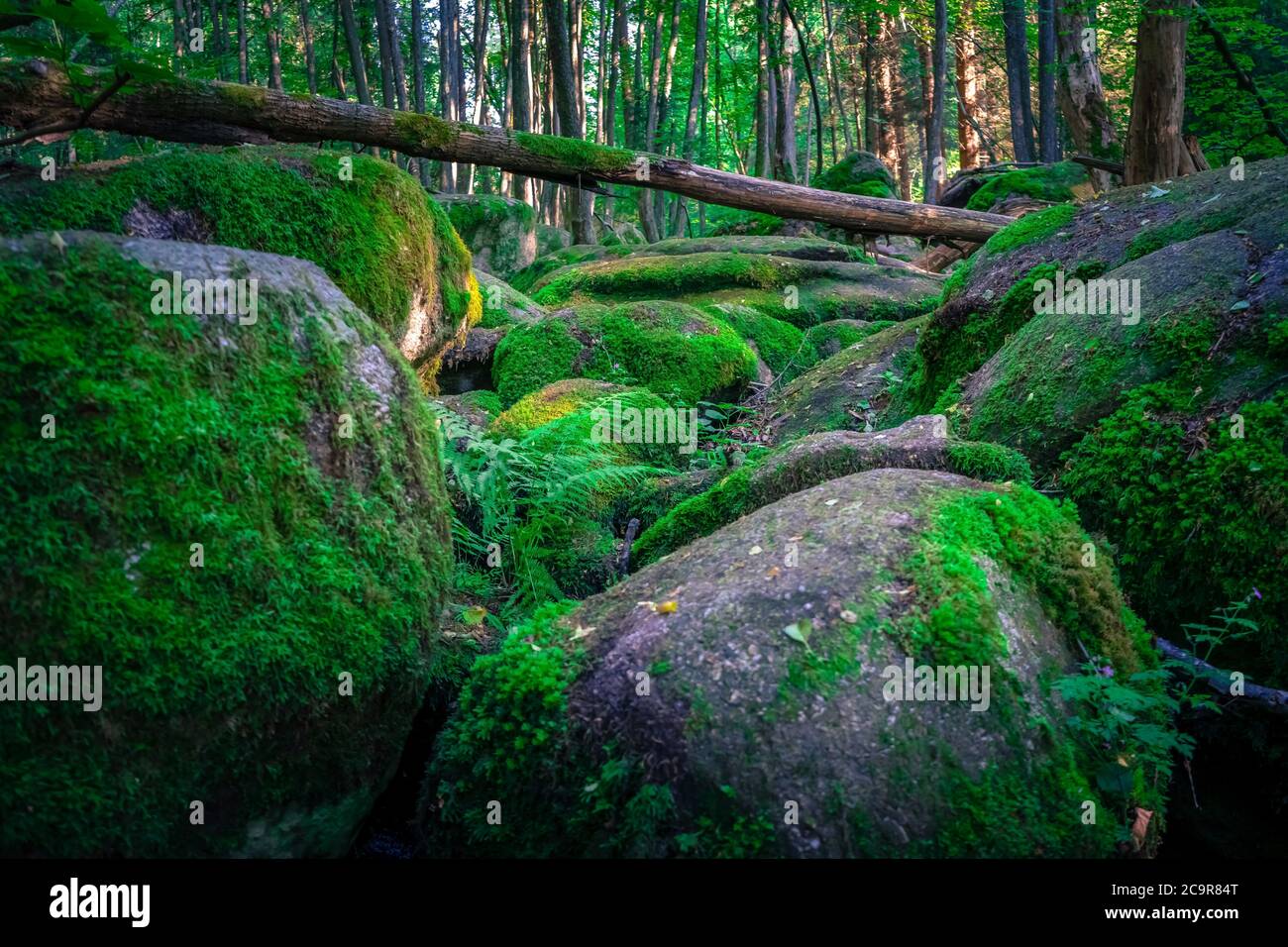 Wandern durch die Hölle. Höllbachtal bei Rettenbach im bayerischen Wald Stockfoto