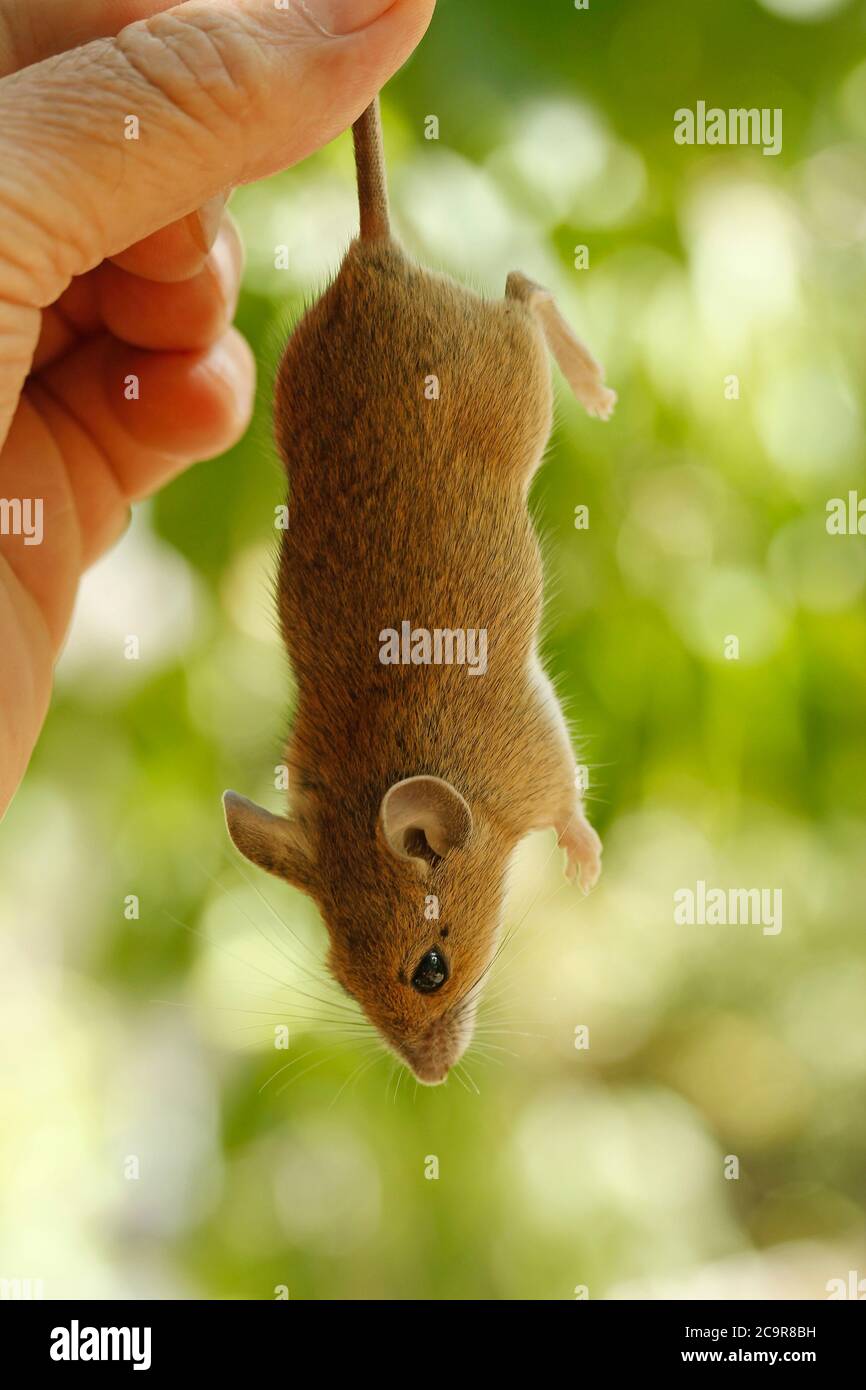 Holzmaus. Apodemus sylvaticus. Stockfoto