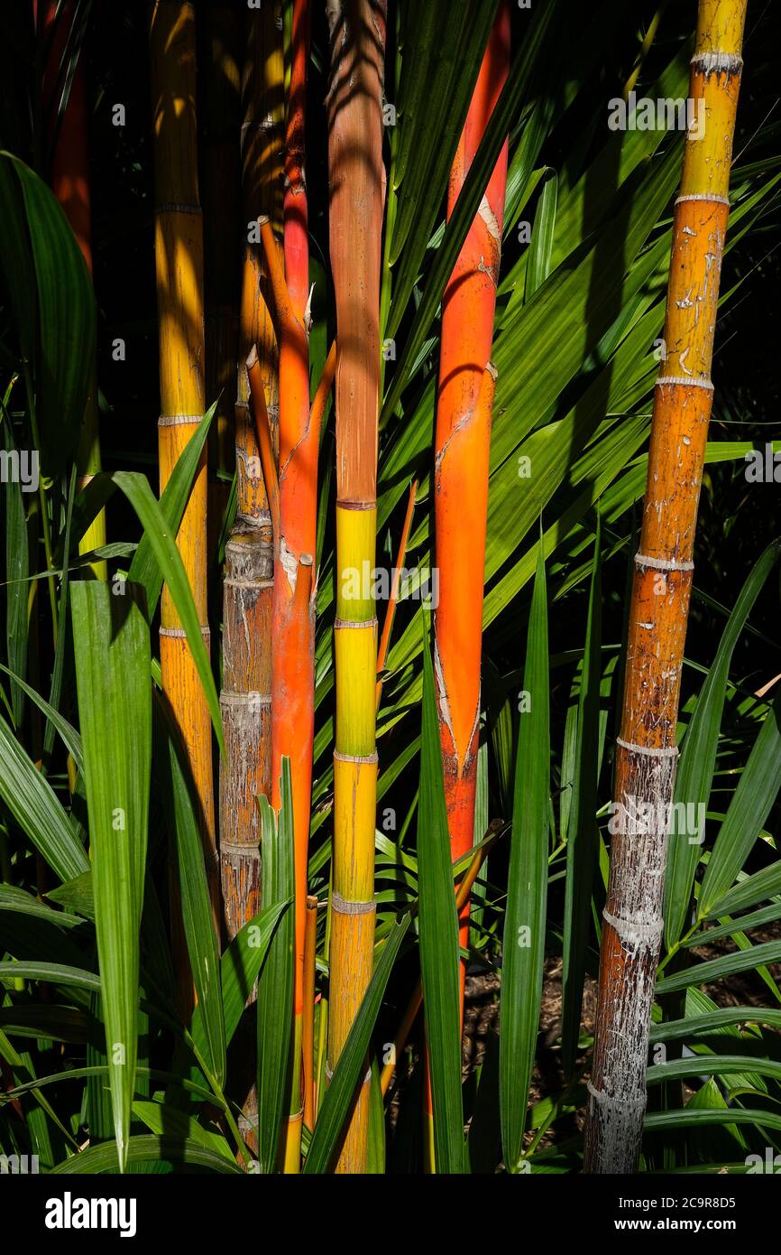Fargesia Jiuzhaigou 1 Bambus, auch als Roter Panda Fargesia Stockfoto