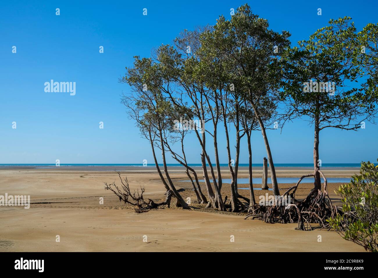 Mangrovenbäume an einem Strand bei Ebbe, in der Nähe von Darwin, Northern Territory, Australien Stockfoto