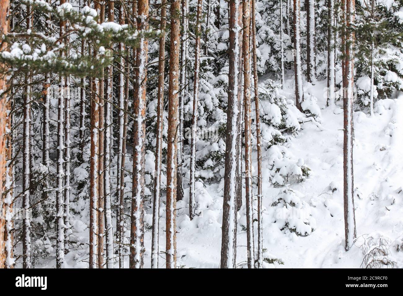 Dünne Nadelbäume im Winter, Detail auf mit Schnee bedeckten Stämmen Stockfoto